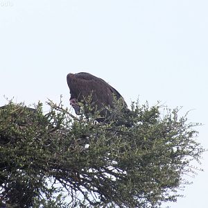 Lappet-faced Vulture with Nest