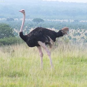 Ostrich in front of View