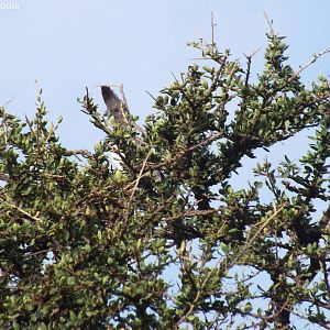White-bellied Go-away Bird