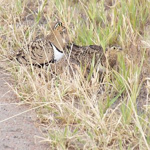 Black-faced Sandgrouse