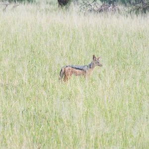 Black-backed Jackal