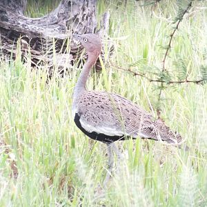 Black-bellied Bustard