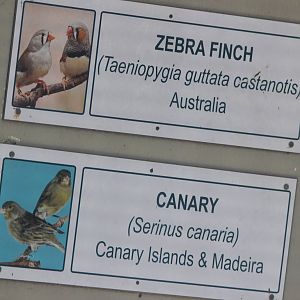 Australian Zebra Finch and Canary signs, Riddiford Garden aviary
