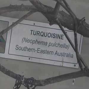 Turquoisine sign, Riddiford Garden aviary