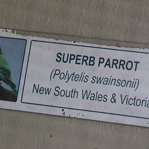 Superb Parrot sign, Riddiford Garden aviary