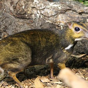 Balabac chevrotain