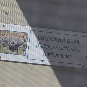 California Quail sign, Riddiford Garden aviary