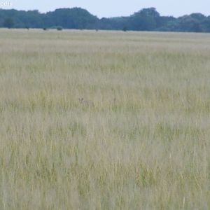 Bat-eared Foxes deep within the grass