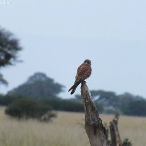 Common Kestrel