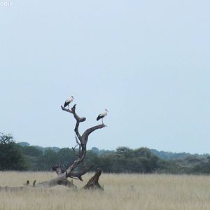 White-storks