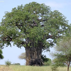 Elephant Under a Baobab