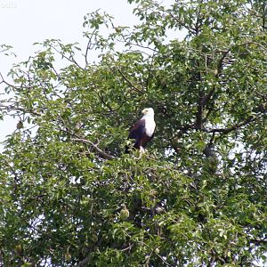 African Fishing Eagle