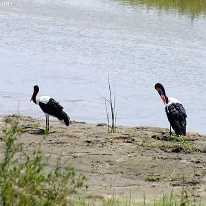 Saddlebilled Storks