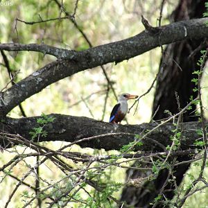 Grey-headed Kingfisher