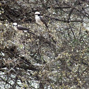 White-rumped Helmetshrikes