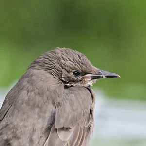 Juvenile European Starling