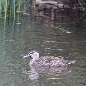 High-content Grey Duck hybrid