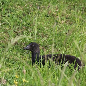 Juvenile Pukeko (Australasian Purple Swamphen)