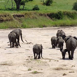 Elephant herd with Calf