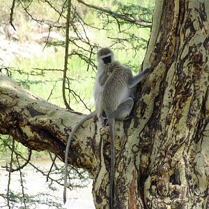 Vervet Monkeys