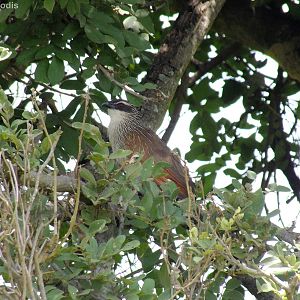 White-browed Coucal