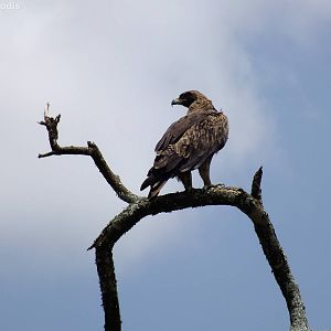 Tawny Eagle