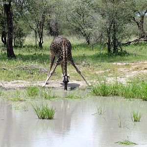Giraffe Drinking