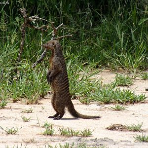 Banded Mongoose