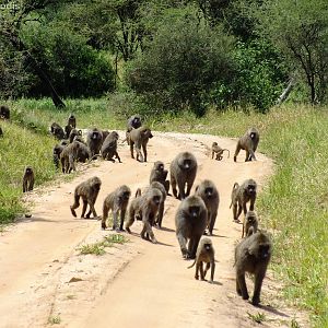 Baboon Troop