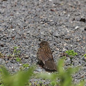 Dunnock