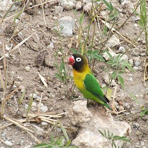 Yellow-collared Lovebird
