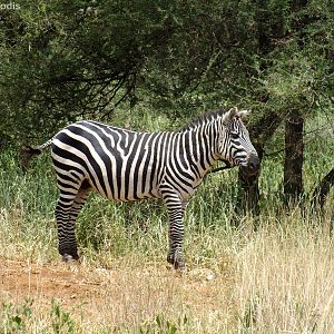 Common Zebra