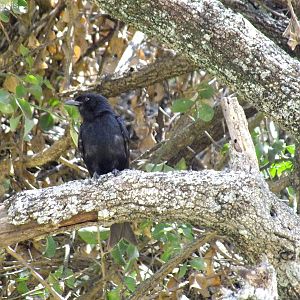 African (Fork-tailed) Drongo