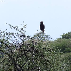 Brown snake-eagle