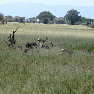 Grant's Gazelles and Warthogs