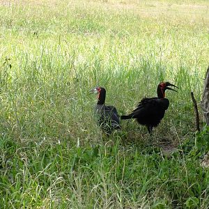 Ground Hornbills