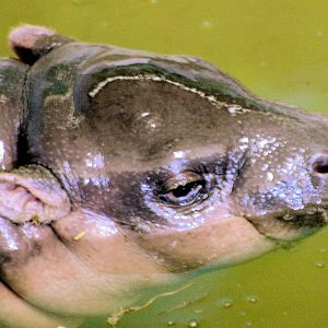 Young pygmy hippopotamus; Whipsnade; 7th March 2015