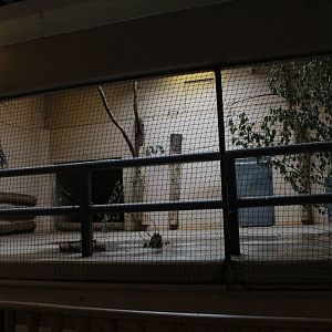 Elephant House - White rhino & Von der Decken's hornbill indoor exhibit