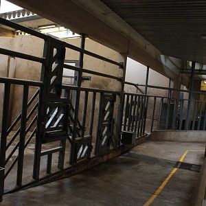Elephant house - African elephant indoor exhibit