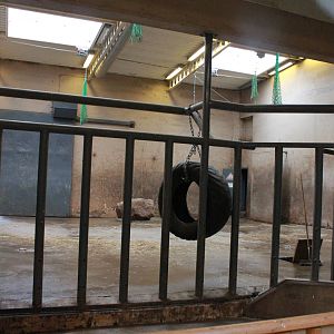 Elephant house - African elephant indoor exhibit