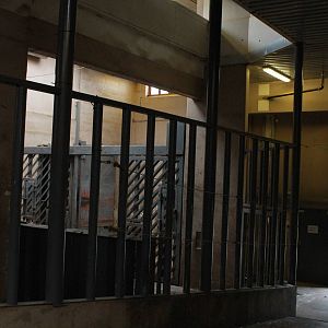 Elephant house - African elephant indoor exhibit