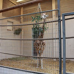 Elephant house - Rothschild's giraffe indoor exhibit
