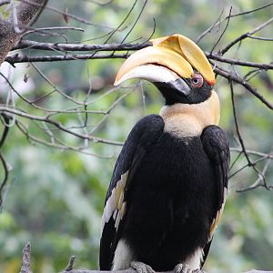 Great Hornbill (Buceros bicornis)