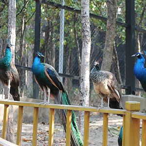 Blue Peafowl (Pavo cristatus)