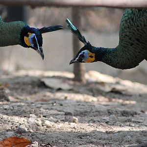 Green Peafowl (Pavo muticus)