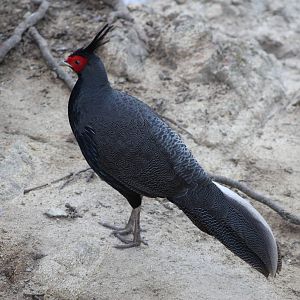 Kalij (Lophura leucomelanos)