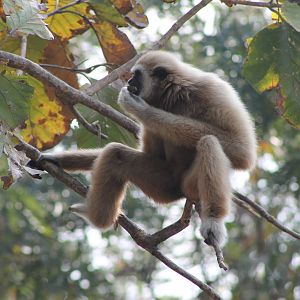 White-handed Gibbon (Hylobates lar)