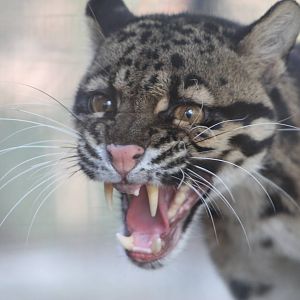 Clouded Leopard (Neofelis nebulosa)