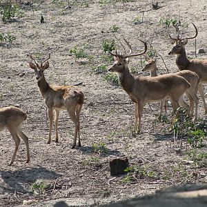 Elds Deer (Cervus eldii)