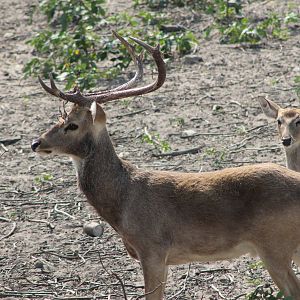 Elds Deer (Cervus eldii)